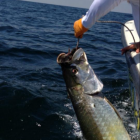 tarpon01