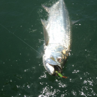 tarpon02