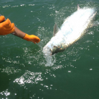 tarpon04