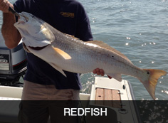 Redfish