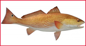 Redfish