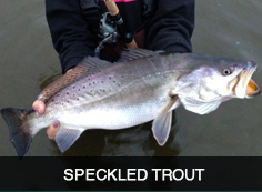 speckled trout