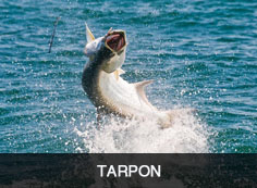 Tarpon Sidebar