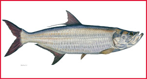 Tarpon