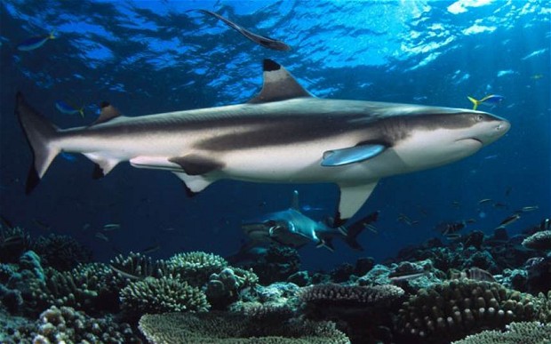 blacktip reef shark