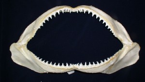 shark jaw