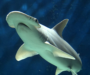 Bonnethead shark