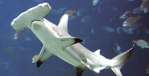 Hammerhead shark
