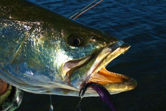 Speckled trout fishing is best with a fly rod, just ask Thoreau