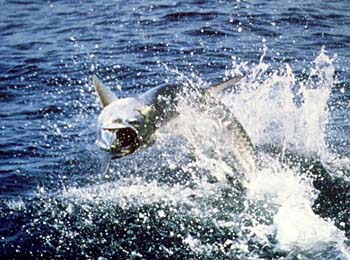 tarpon