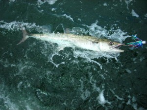 Galveston fishing charters