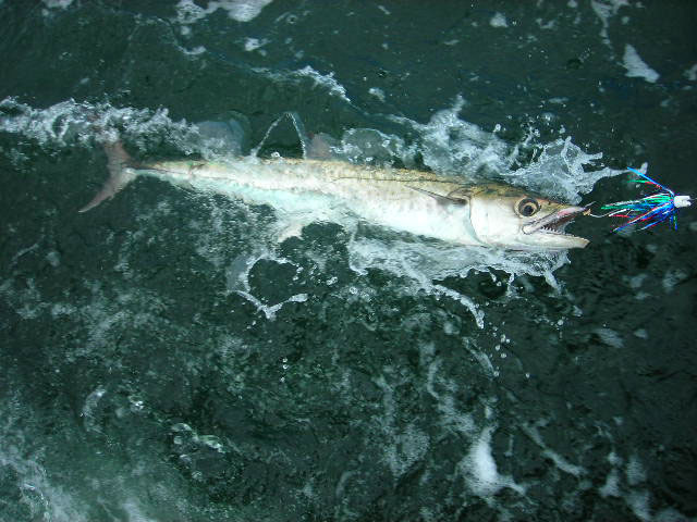 King Mackerel