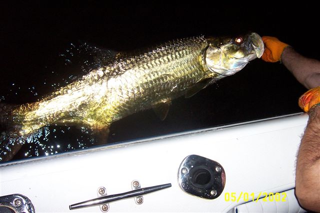 Tarpon at boat